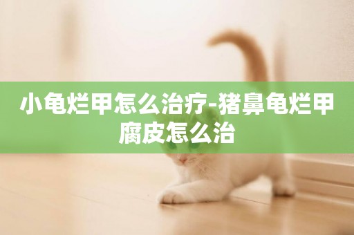 小龜爛甲怎么治療-豬鼻龜爛甲腐皮怎么治
