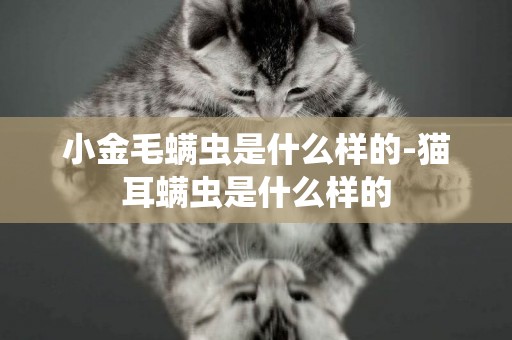 小金毛螨蟲是什么樣的-貓耳螨蟲是什么樣的