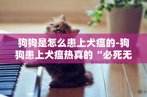 狗狗是怎么患上犬瘟的-狗狗患上犬瘟熱真的“必死無疑”