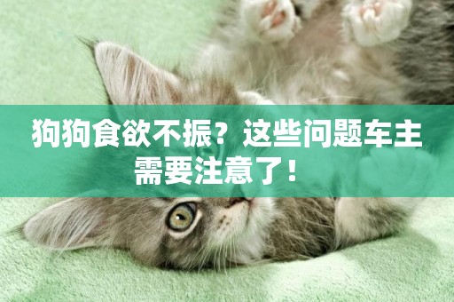 狗狗食欲不振？這些問題車主需要注意了！ 