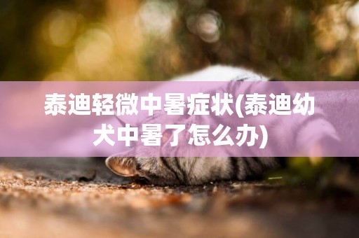 泰迪輕微中暑癥狀(泰迪幼犬中暑了怎么辦)