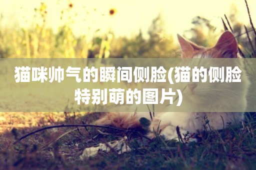 貓咪帥氣的瞬間側臉(貓的側臉特別萌的圖片)