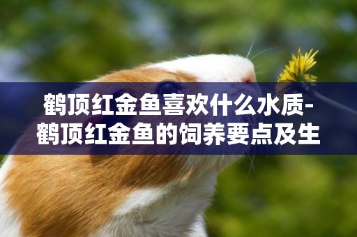 鶴頂紅金魚喜歡什么水質-鶴頂紅金魚的飼養要點及生活環境