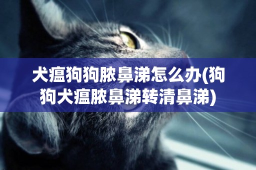 犬瘟狗狗膿鼻涕怎么辦(狗狗犬瘟膿鼻涕轉清鼻涕)