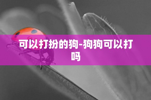 可以打扮的狗-狗狗可以打嗎