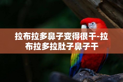拉布拉多鼻子變得很干-拉布拉多拉肚子鼻子干