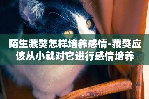 陌生藏獒怎樣培養感情-藏獒應該從小就對它進行感情培養