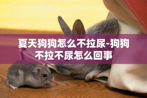 夏天狗狗怎么不拉尿-狗狗不拉不尿怎么回事