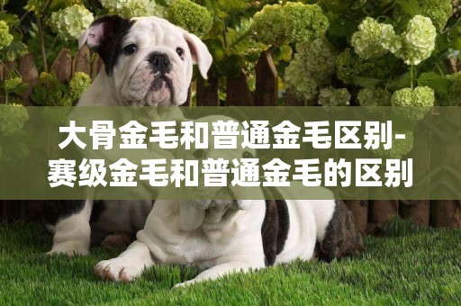 大骨金毛和普通金毛區別-賽級金毛和普通金毛的區別