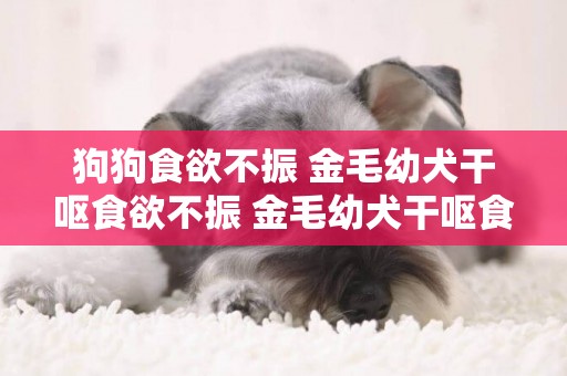 狗狗食欲不振 金毛幼犬干嘔食欲不振 金毛幼犬干嘔食欲不振的原因 