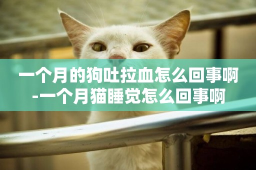 一個月的狗吐拉血怎么回事啊-一個月貓睡覺怎么回事啊