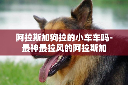 阿拉斯加狗拉的小車車嗎-最神最拉風的阿拉斯加