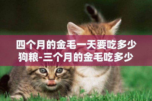 四個月的金毛一天要吃多少狗糧-三個月的金毛吃多少狗糧
