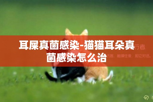 耳屎真菌感染-貓貓耳朵真菌感染怎么治