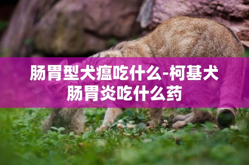 腸胃型犬瘟吃什么-柯基犬腸胃炎吃什么藥