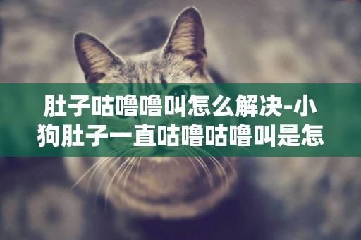 肚子咕嚕嚕叫怎么解決-小狗肚子一直咕嚕咕嚕叫是怎么回事