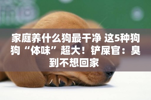 家庭養什么狗最干凈 這5種狗狗“體味”超大！鏟屎官：臭到不想回家 