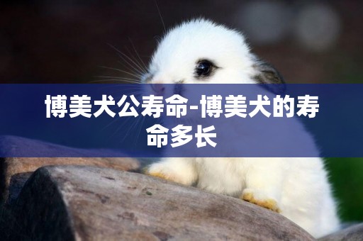 博美犬公壽命-博美犬的壽命多長