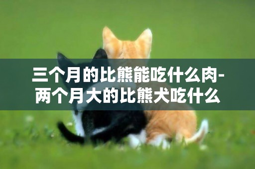 三個月的比熊能吃什么肉-兩個月大的比熊犬吃什么