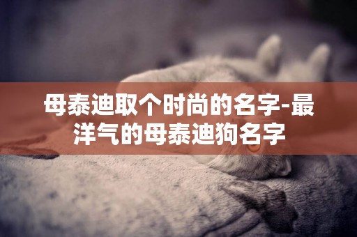 母泰迪取個時尚的名字-最洋氣的母泰迪狗名字