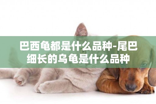 巴西龜都是什么品種-尾巴細長的烏龜是什么品種