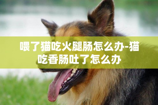 喂了貓吃火腿腸怎么辦-貓吃香腸吐了怎么辦