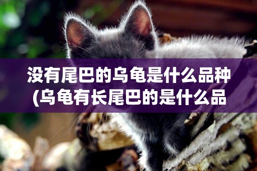 沒有尾巴的烏龜是什么品種(烏龜有長尾巴的是什么品種?)