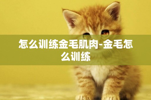 怎么訓練金毛肌肉-金毛怎么訓練