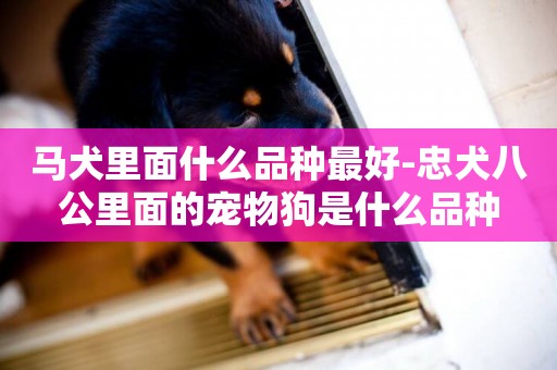 馬犬里面什么品種最好-忠犬八公里面的寵物狗是什么品種