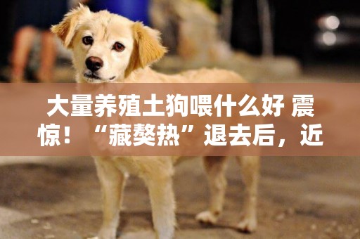 大量養殖土狗喂什么好 震驚！“藏獒熱”退去后，近千只藏獒被遺棄！ 