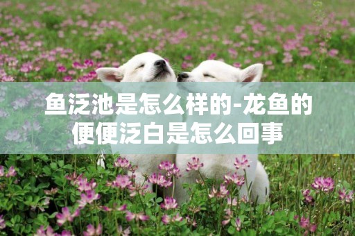 魚泛池是怎么樣的-龍魚的便便泛白是怎么回事