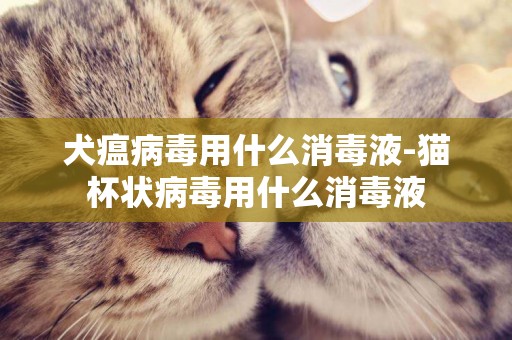 犬瘟病毒用什么消毒液-貓杯狀病毒用什么消毒液
