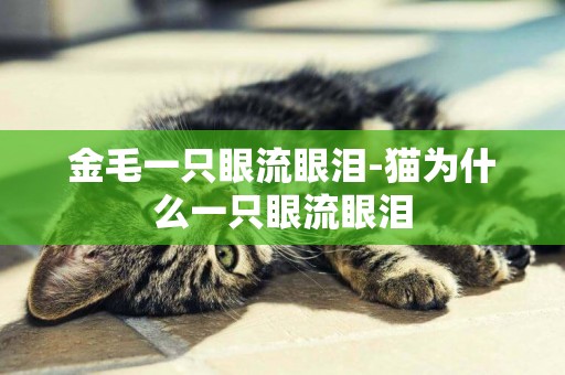 金毛一只眼流眼淚-貓為什么一只眼流眼淚