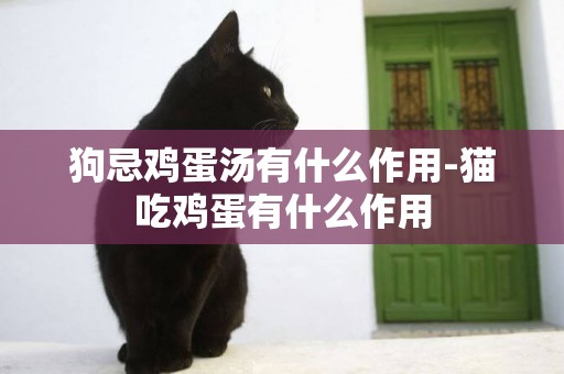 狗忌雞蛋湯有什么作用-貓吃雞蛋有什么作用