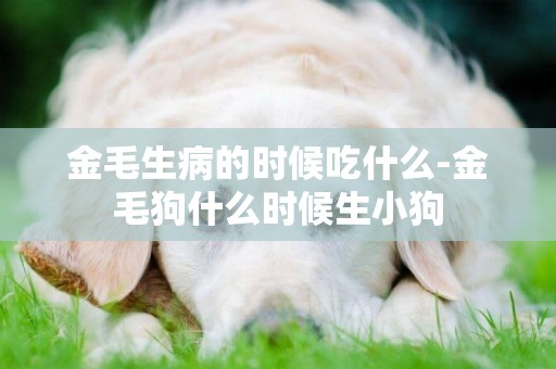 金毛生病的時候吃什么-金毛狗什么時候生小狗