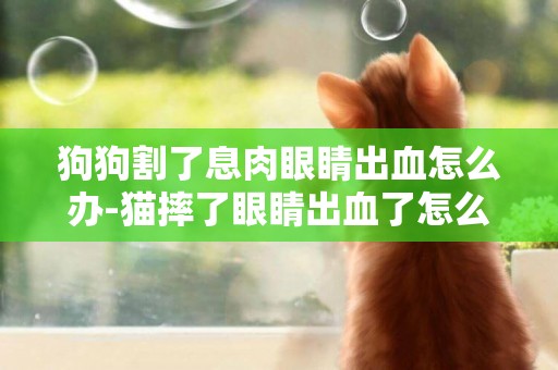 狗狗割了息肉眼睛出血怎么辦-貓摔了眼睛出血了怎么辦