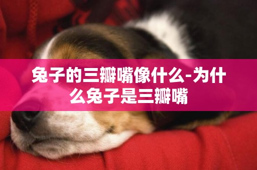 兔子的三瓣嘴像什么-為什么兔子是三瓣嘴