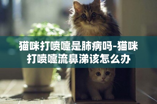 貓咪打噴嚏是肺病嗎-貓咪打噴嚏流鼻涕該怎么辦