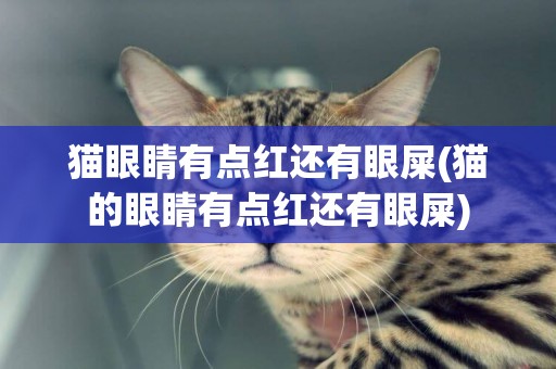 貓眼睛有點紅還有眼屎(貓的眼睛有點紅還有眼屎)