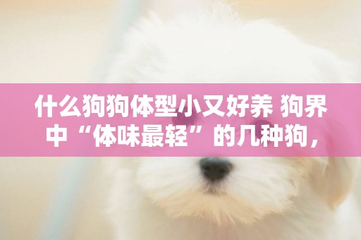 什么狗狗體型小又好養 狗界中“體味最輕”的幾種狗，非常適合家庭飼養。你養對了嗎？ 