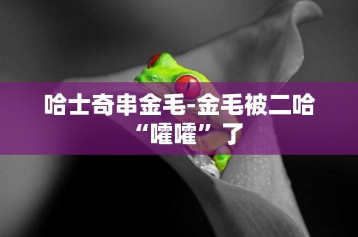 哈士奇串金毛-金毛被二哈“嚯嚯”了