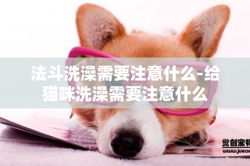 法斗洗澡需要注意什么-給貓咪洗澡需要注意什么