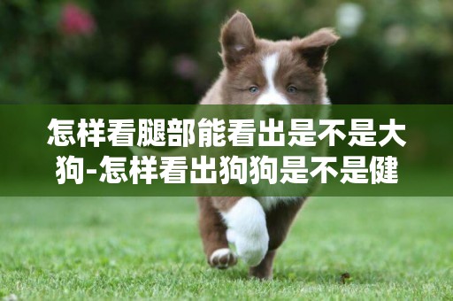 怎樣看腿部能看出是不是大狗-怎樣看出狗狗是不是健康