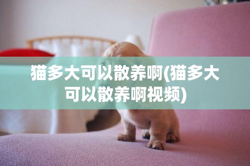 貓多大可以散養啊(貓多大可以散養啊視頻)