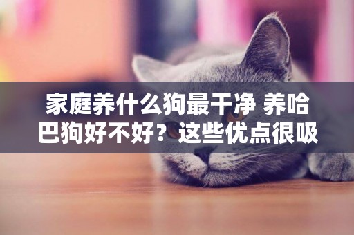 家庭養什么狗最干凈 養哈巴狗好不好？這些優點很吸引人 