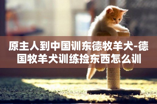 原主人到中國訓東德牧羊犬-德國牧羊犬訓練撿東西怎么訓