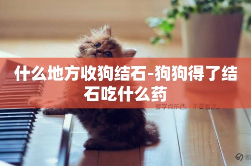 什么地方收狗結石-狗狗得了結石吃什么藥