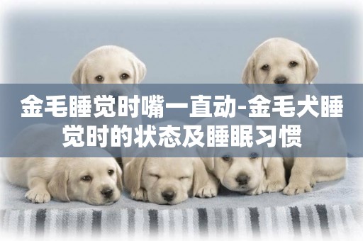 金毛睡覺時嘴一直動-金毛犬睡覺時的狀態及睡眠習慣