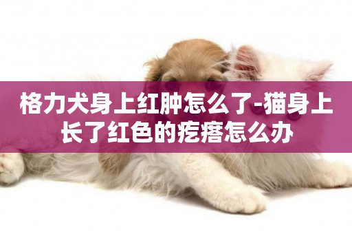 格力犬身上紅腫怎么了-貓身上長了紅色的疙瘩怎么辦