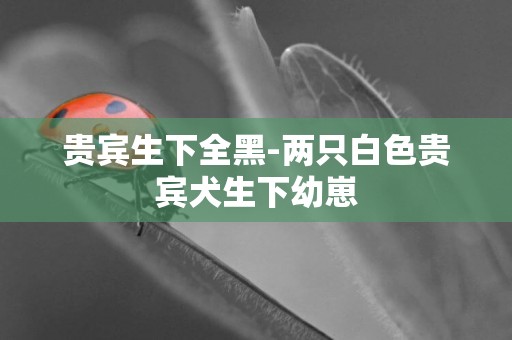 貴賓生下全黑-兩只白色貴賓犬生下幼崽